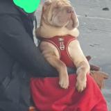 Picture of dog found at Paris