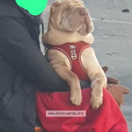 Photo 1/1 Found dog Found in Paris