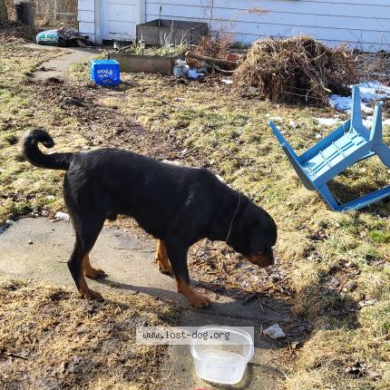 Picture of dog found at Toledo