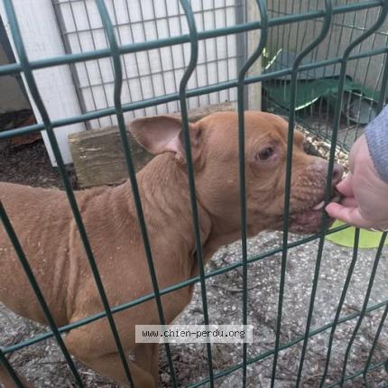 Photo 1/1 Found dog Found in Sollies pont