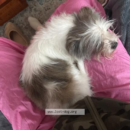 Photo 1/1 Found dog Found in St Louis