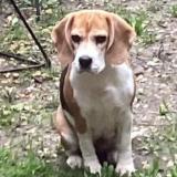 Picture of dog lost at Bernis