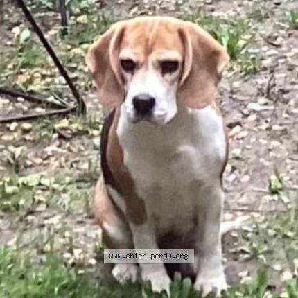 Photo 1/1 Trompette Dog lost in Bernis