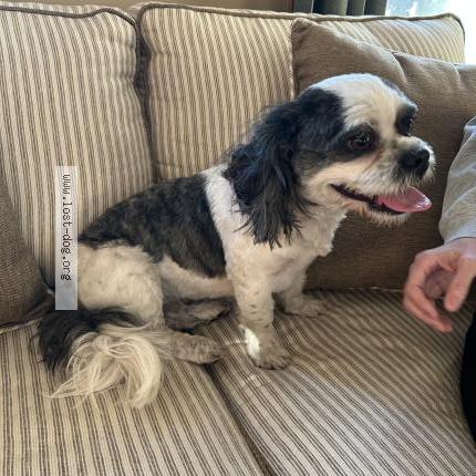 Photo 1/1 Found dog Found in Naperville