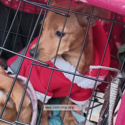 Photo 1/1 Rosie Dog lost in Modesto