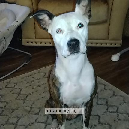 Photo 1/1 Daisy Chien lost in Bethany ok