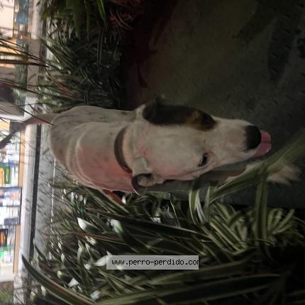 Photo 1/1 Found dog Found in Penonome