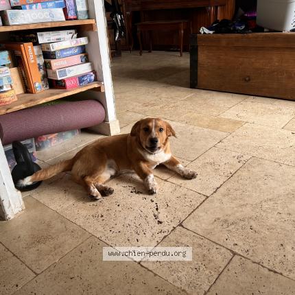 Photo 1/1 Found dog Found in Nantes