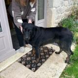 Picture of dog found at St Cyprien
