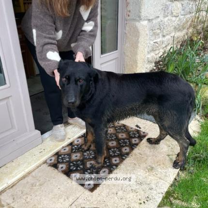 Photo 1/1 Found dog Found in St cyprien