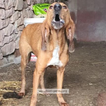 Photo 1/1 Found dog Found in Servanac