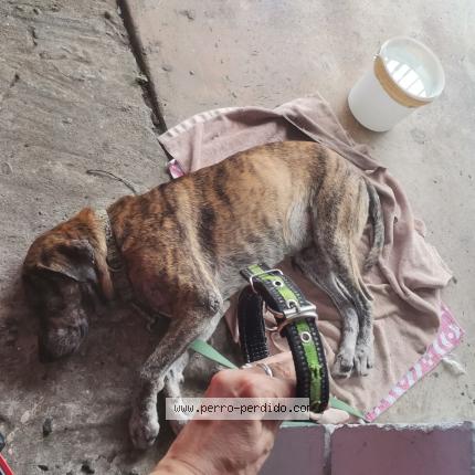 Photo 1/3 Found dog Found in Panama