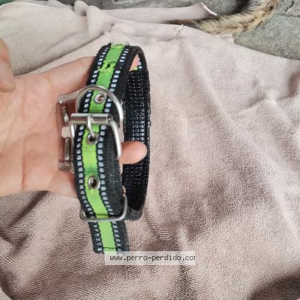 Photo 2/3 Found dog Found in Panama