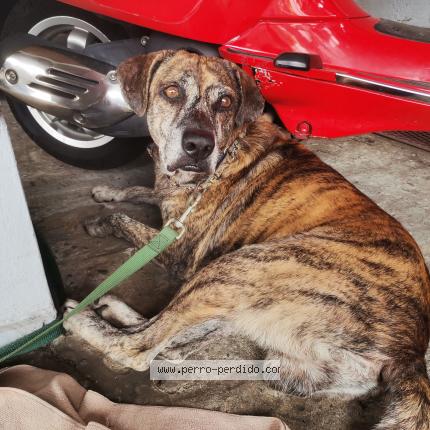 Photo 3/3 Found dog Found in Panama