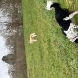 Picture of dog found at Saint Pee Sur Nivelle