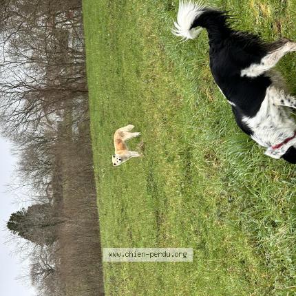 Photo 1/1 Found dog Found in Saint pee sur nivelle