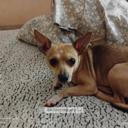 Photo 1/1 Benny Dog lost in La grange