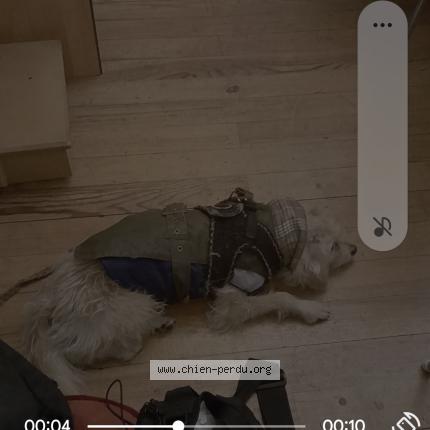 Photo 1/1 Pekeles Dog lost in Strasbourg