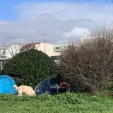 Picture of dog found at Marseille