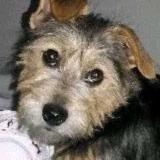 Picture of dog lost at Cavaillon