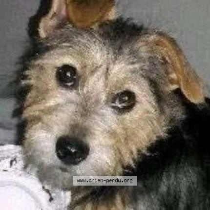 Photo 1/1 MISHKA Chien lost in Cavaillon