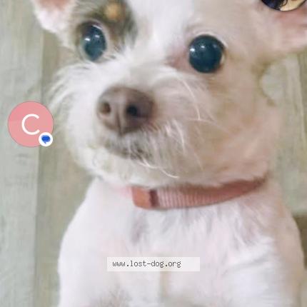 Photo 1/1 Little Girl Dog lost in Channelview