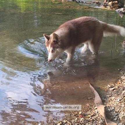 Photo 1/1 Valka Chien lost in Moissac