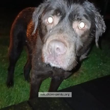 Photo 1/1 Dog reunited Found in Bosc le hard