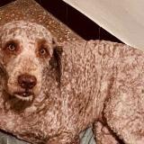 Picture of dog lost at Taillades Cavaillon 84300