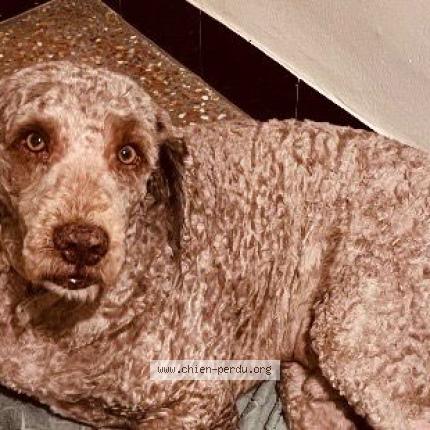 Photo 1/1 Nouki Chien lost in Taillades cavaillon 84300