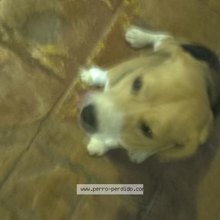 Photo 1/1 Found dog Found in Santo domingo