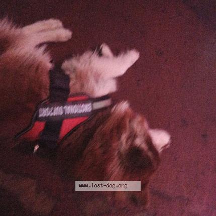 Photo 1/1 Kona Chien lost in Chandler