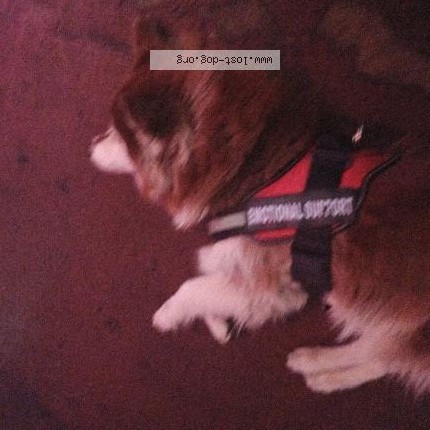 Photo 1/1 Kona Dog lost in Chandler