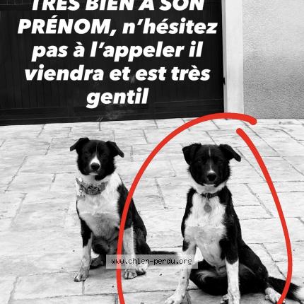 Photo 1/1 VAUBAN Dog lost in Greasque