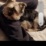 Picture of dog lost at Pechbonnieu