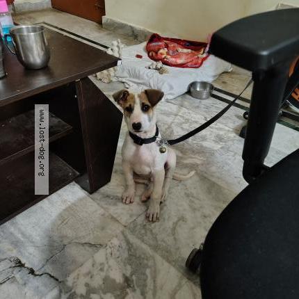 Photo 1/1 Chiku Dog lost in Prayagraj