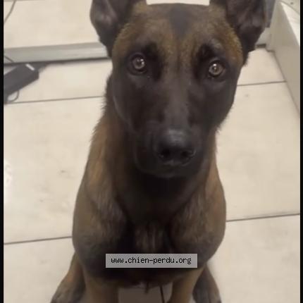 Photo 1/1 Prince Dog lost in Villetaneuse