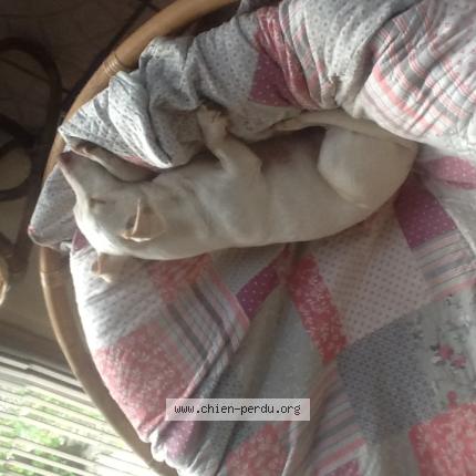 Photo 1/1 Susan Stones Chien lost in Doudrac