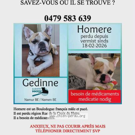 Foto van vermiste hond in Rienne