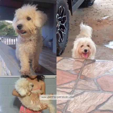 Photo 1/1 Keel Chien lost in Panama