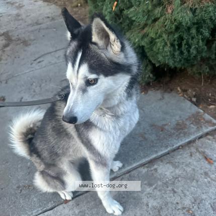 Photo 1/1 Reunited dog Lost in Riverside