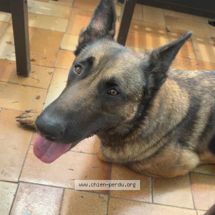 Photo 1/1 Sisko Dog lost in Longages