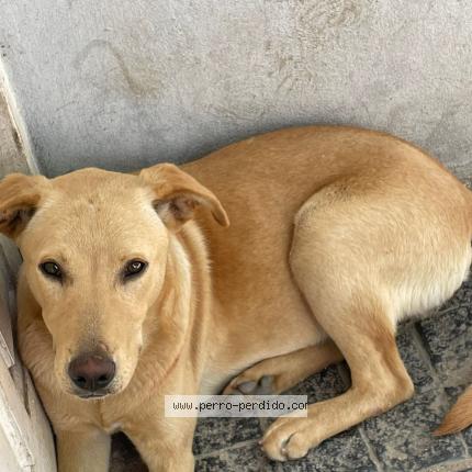 Photo 1/1 Found dog Found in Hudson