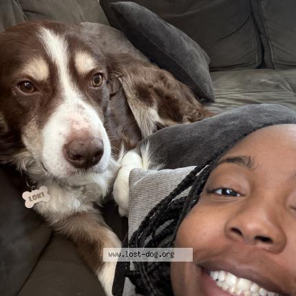 Photo 1/1 Loki Chien lost in Kansas city