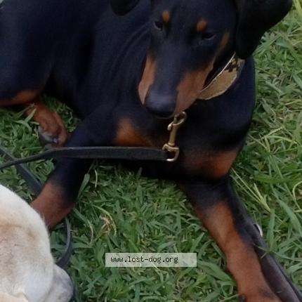 Photo 1/1 Negra Dog lost in Walnut park