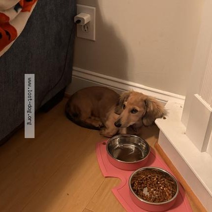 Photo 1/1 Athena Dog lost in Lynchburg