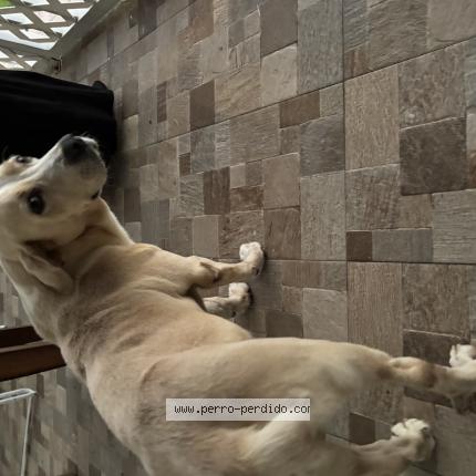 Photo 1/1 Found dog Found in San juan