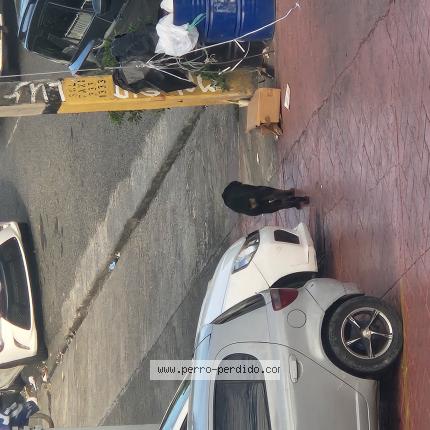 Photo 1/1 Found dog Found in Santo domingo