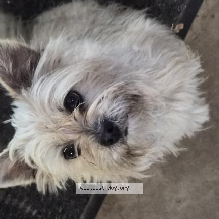 Photo 1/1 Found dog Found in Fort worth