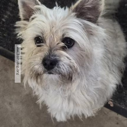 Photo 1/1 Found dog Found in Fort Worth